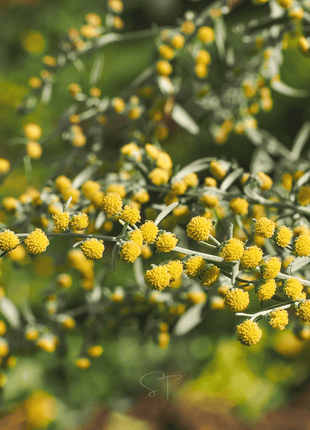 Wormwood – 200 Seeds