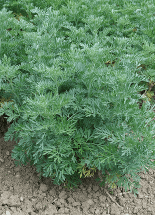 Wormwood – 200 Seeds