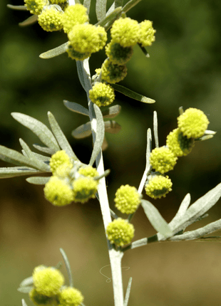 Wormwood – 200 Seeds
