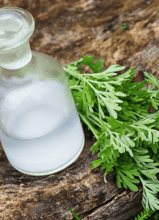Wormwood – 200 Seeds