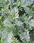 Wormwood – 200 Seeds