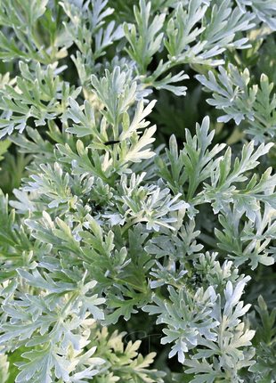 Wormwood – 200 Seeds