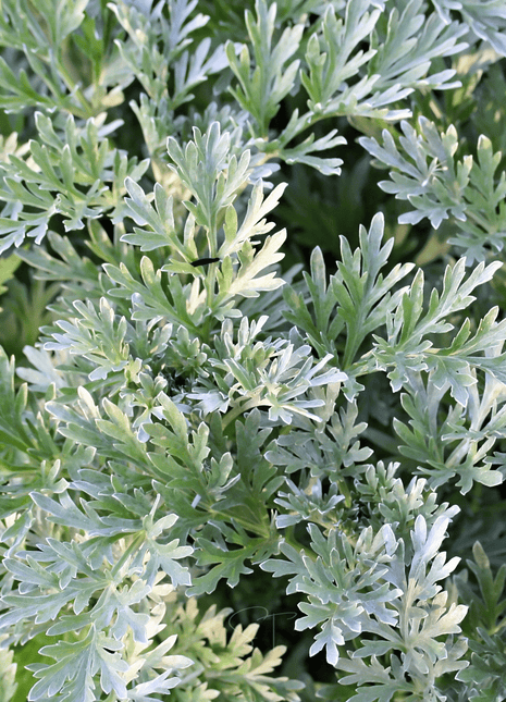 Wormwood – 200 Seeds