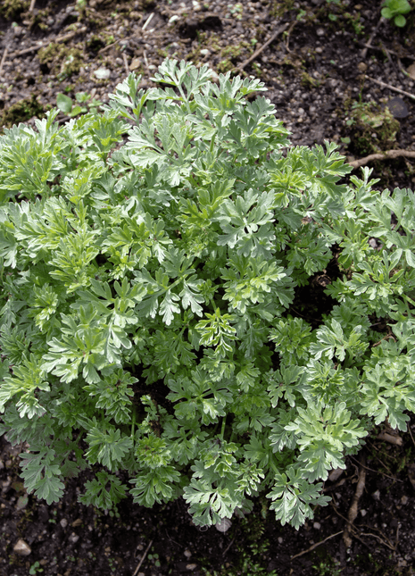 Wormwood – 200 Seeds