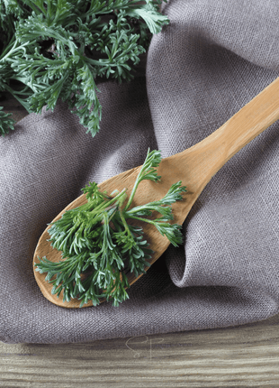 Wormwood – 200 Seeds