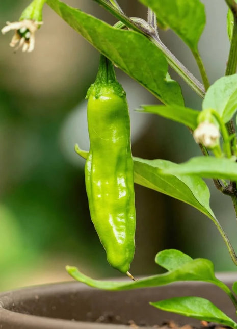 Shishito Pepper – 25 Seeds