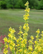 Mullein – 200 Seeds