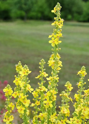 Mullein – 200 Seeds