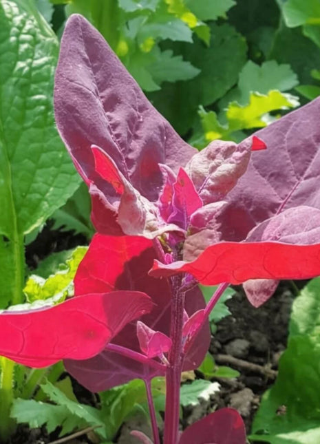 Ruby Red Orach – 25 Seeds