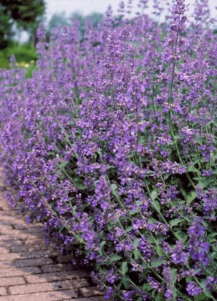 Catmint – 100 Seeds