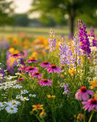 Fall Blooming Wildflower Mix (19 Varieties) – 1,000 Seeds