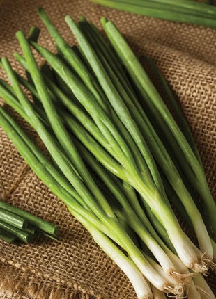 Evergreen Bunching Onion – 200 Seeds