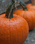 Small Sugar Pumpkin – 15 Seeds