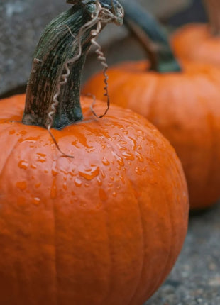 Small Sugar Pumpkin – 15 Seeds