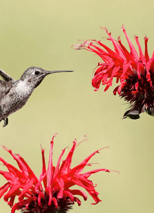Scarlet Bee Balm – 20 Seeds