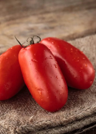 San Marzano Tomato – 50 Seeds