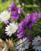 Immortelle Mix Xeranthemum – 100 Seeds
