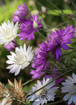 Immortelle Mix Xeranthemum – 100 Seeds
