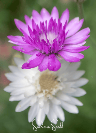 Immortelle Mix Xeranthemum – 100 Seeds