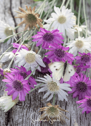 Immortelle Mix Xeranthemum – 100 Seeds
