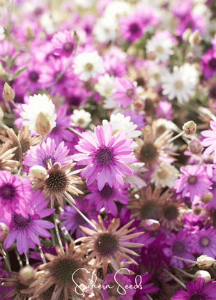 Immortelle Mix Xeranthemum – 100 Seeds