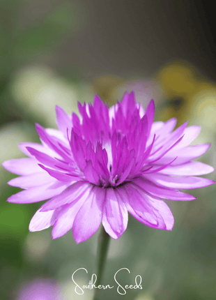 Immortelle Mix Xeranthemum – 100 Seeds