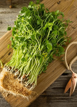 Dwarf Grey Sugar Peas – 100 Seeds