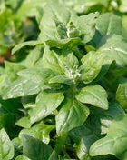 New Zealand Spinach – 30 Seeds