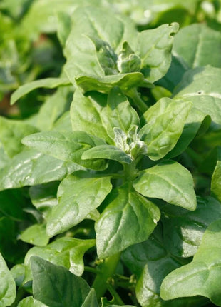 New Zealand Spinach – 30 Seeds