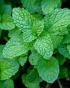 Peppermint – 100 Seeds