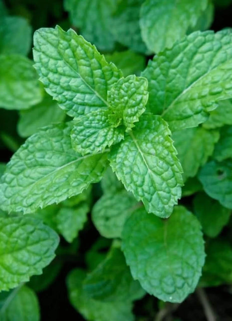Peppermint – 100 Seeds