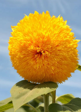 Sunflower Seed Collection – 6 Varieties