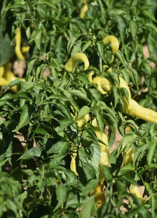 Hungarian Wax Pepper – 30 Seeds