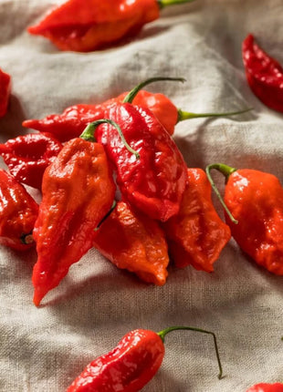 Ghost Pepper – Red Bhut Jolokia – 25 Seeds