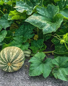 Cushaw Green Striped Pumpkin – 25 Seeds