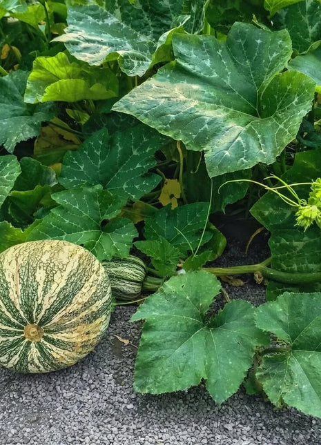 Cushaw Green Striped Pumpkin – 25 Seeds