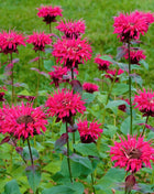 Scarlet Bee Balm – 20 Seeds
