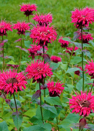 Scarlet Bee Balm – 20 Seeds