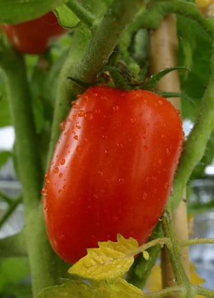 San Marzano Tomato – 50 Seeds