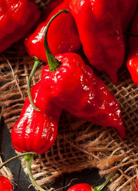 Ghost Pepper – Red Bhut Jolokia – 25 Seeds