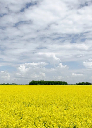 Yellow Mustard – 200 Seeds