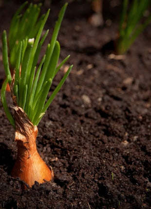Davidor Shallot– 50 Seeds