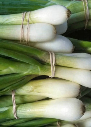 Tokyo Long White Onion – 200 Seeds