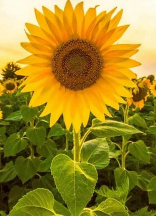 Mammoth Grey Stripe Sunflower – 25 Seeds