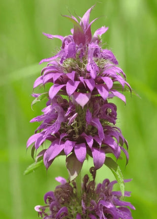 Lemon Bee Balm (Lemon Mint) – 100 Seeds