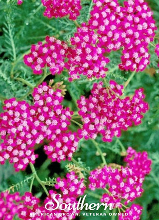 Cerise Queen Yarrow – 50 Seeds