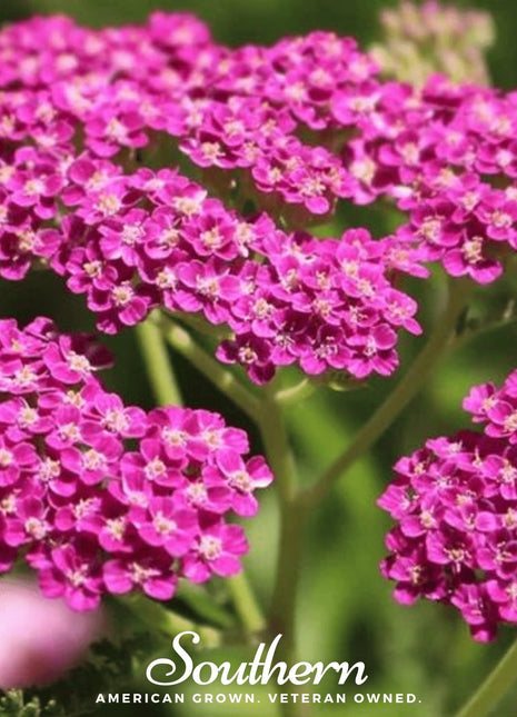 Cerise Queen Yarrow – 50 Seeds