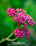 Cerise Queen Yarrow – 50 Seeds