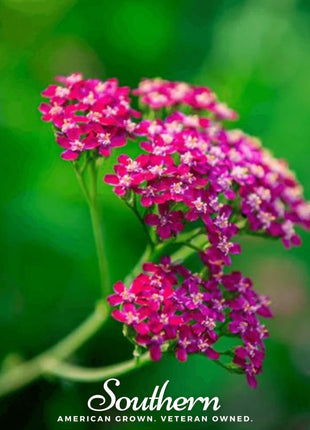 Cerise Queen Yarrow – 50 Seeds