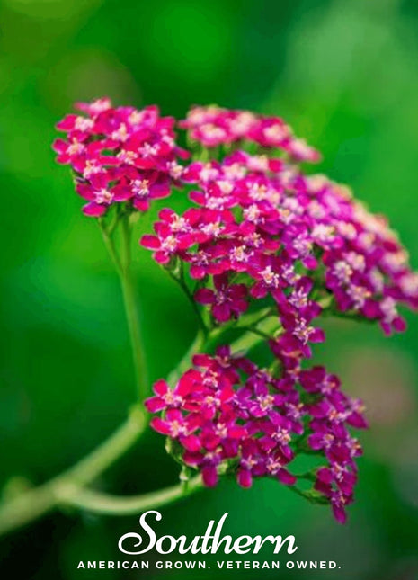 Cerise Queen Yarrow – 50 Seeds